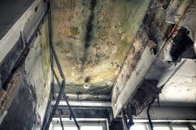 Reliable Brookfield, MO Mold Remediation Solutions